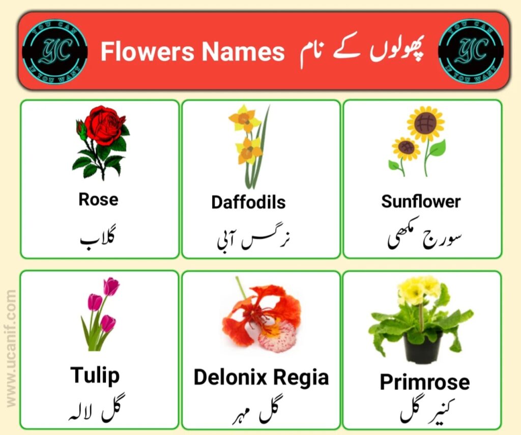 flowers name in urdu