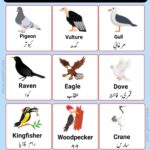 Birds Name in Urdu, parindon ke naam urdu mein