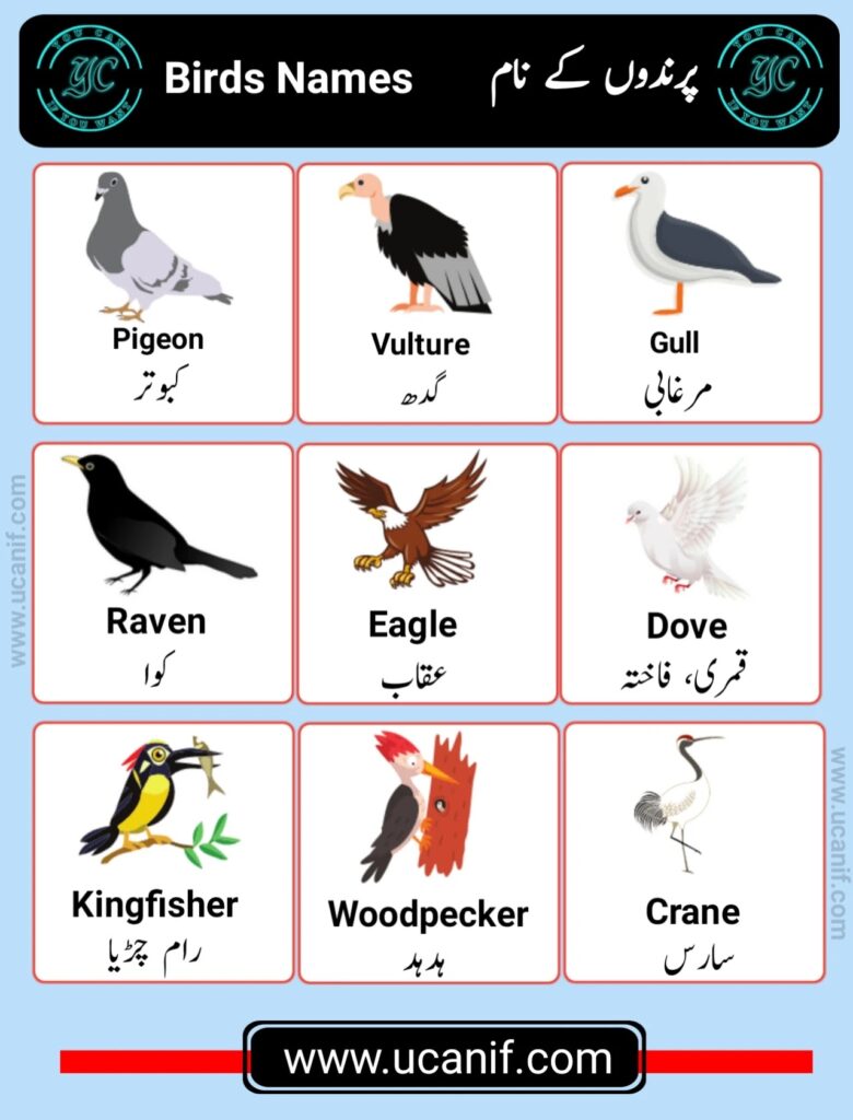 Birds Name in Urdu, parindon ke naam urdu mein