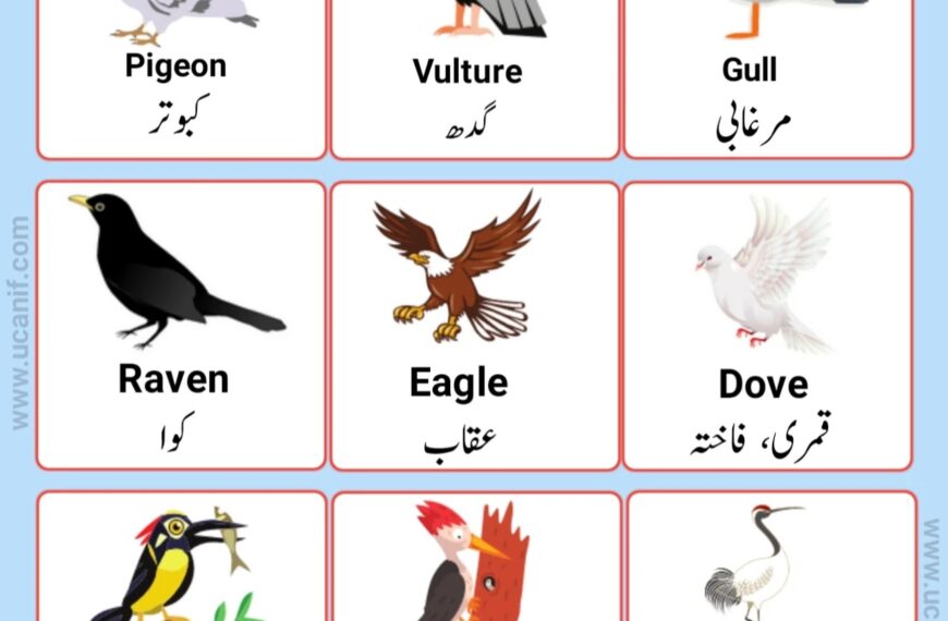 Birds Name in Urdu, parindon ke naam urdu mein