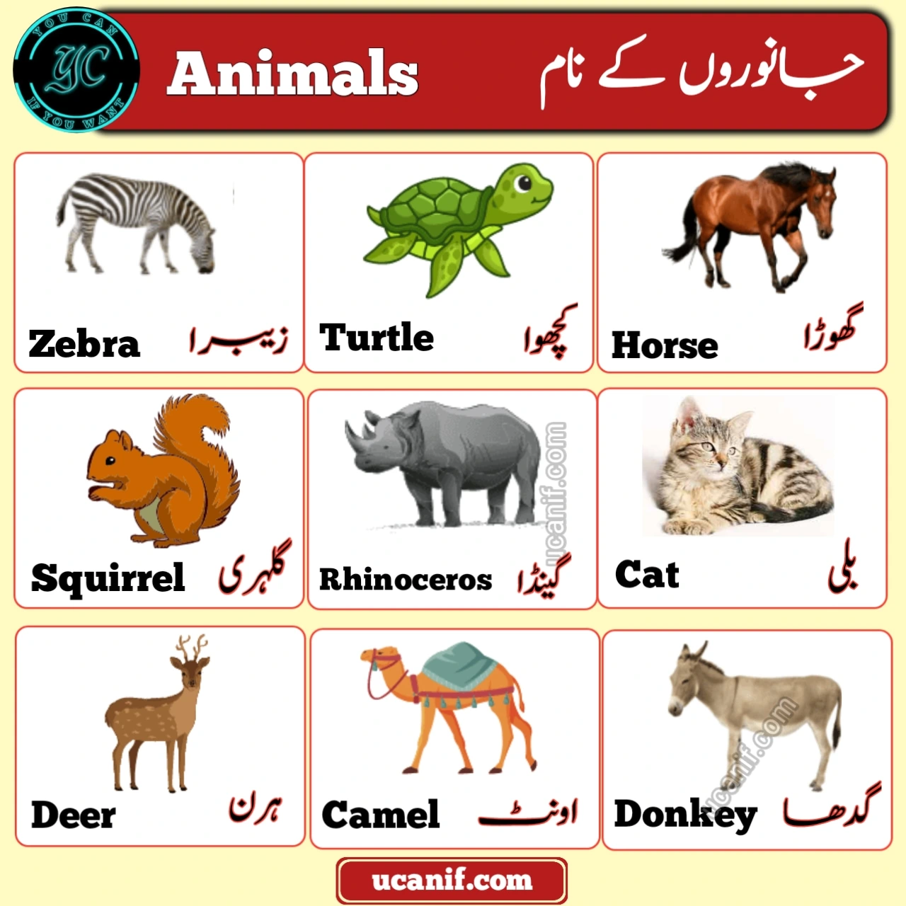 Desert Animals Name In Urdu