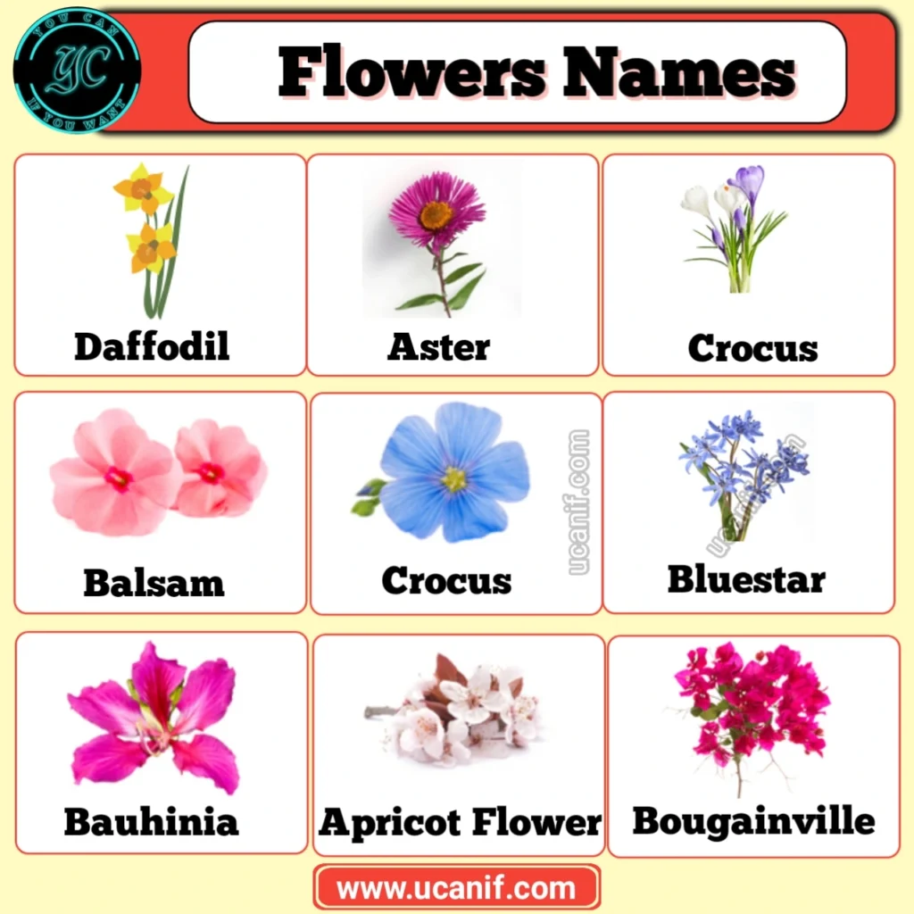 flowers name in english