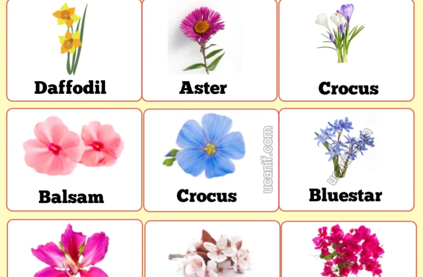 flowers name in english