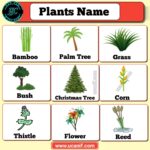 50+ Plant Names in English with Pictures | Complete List