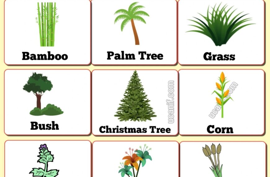 50+ Plant Names in English with Pictures | Complete List